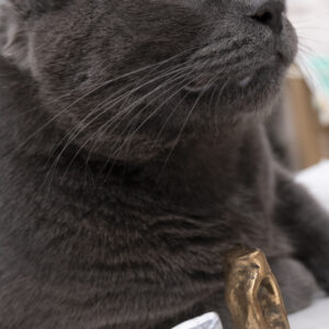 a grey cat with aluminum and bronze fidget toys that look sort of like vertebra